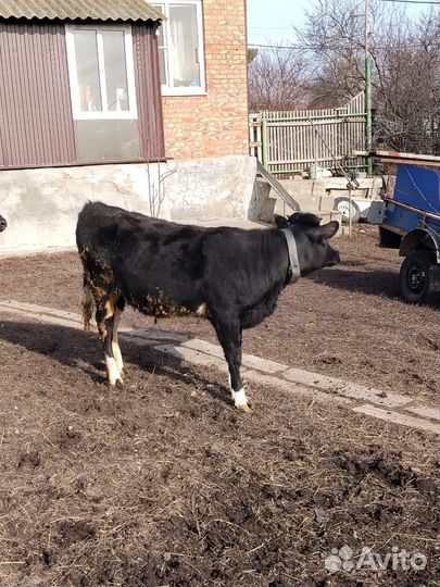 Корова дойная