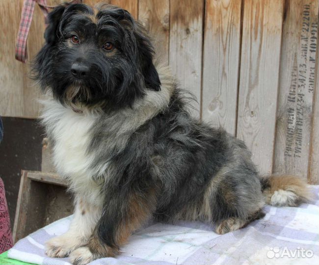 Классный пес в дар