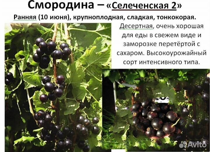 Саженцы черной смородины и жимолость синяя