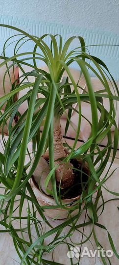 Бокарнея Нолина