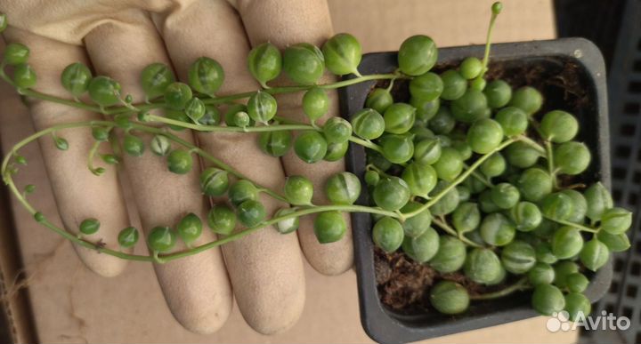 Крестовник роули вариегатный