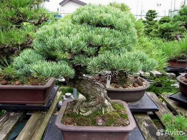 Семена Бонсай