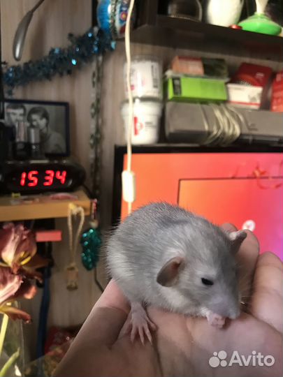 Крысята дамбо