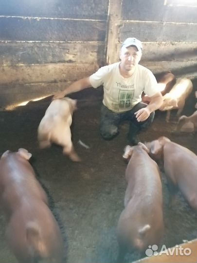 Поросята помесь ландрас дюрок