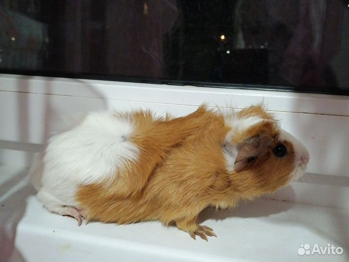 Морская свинка