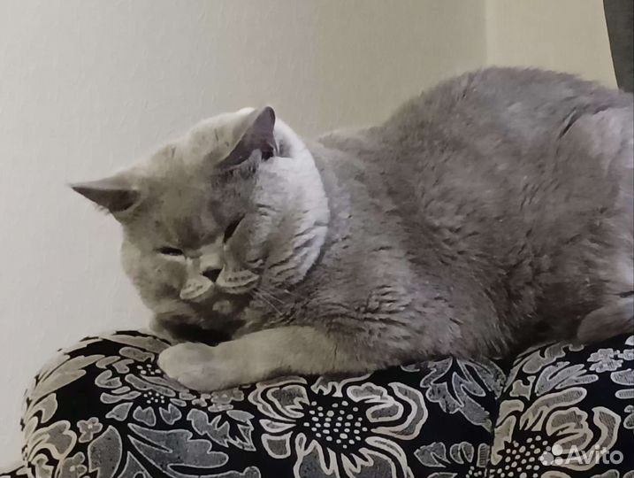 Британская