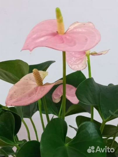 Антуриум Свит Лени