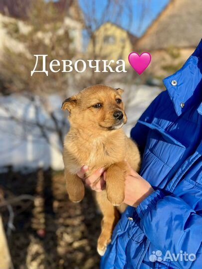 Умные щенки разных окрасов от умной собаки