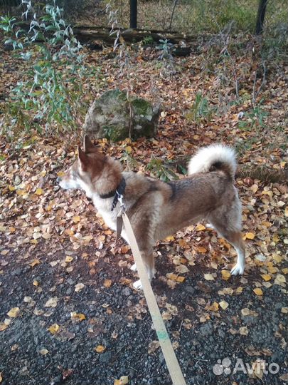 Выгул / передержка собак и др. животных (см.опис)