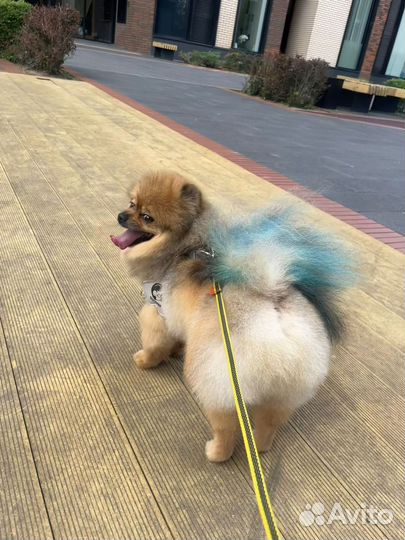 Шпиц в дар в добрые руки