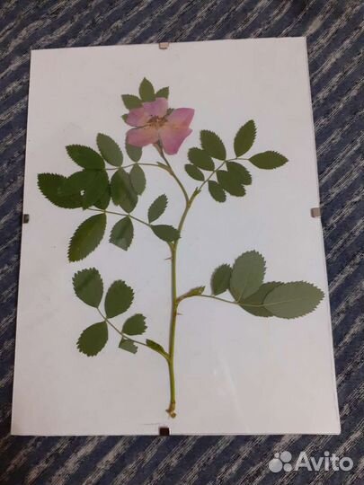 Гербарий в стекле. Картина 