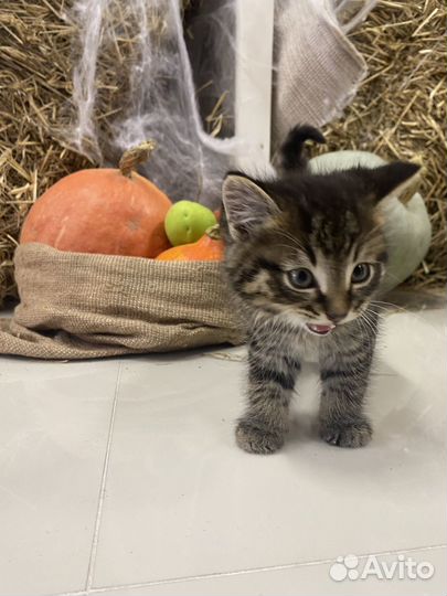 Котята отдам бесплатно