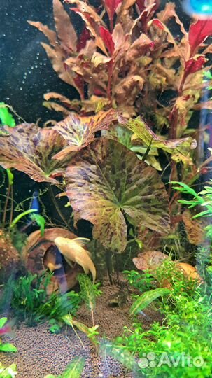 Нимфея тигровая