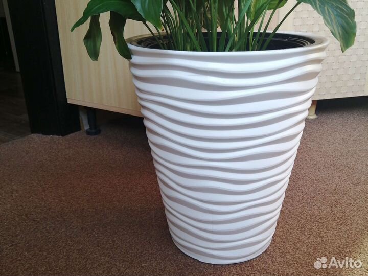 Спатифиллум