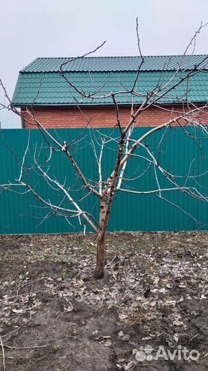 Осенняя обрезка плодовых деревьев и кустарников