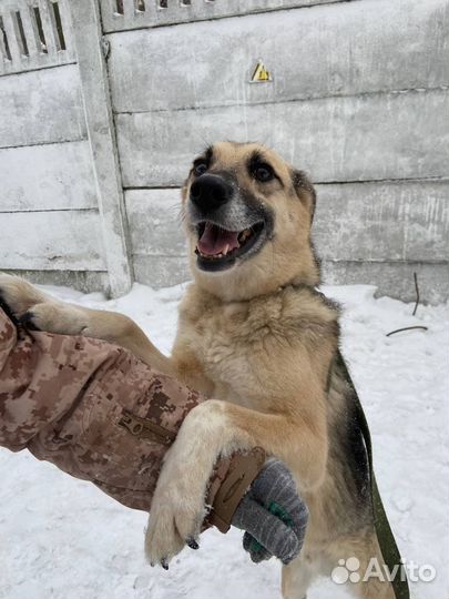 Очаровательный пес Муха в добрые руки