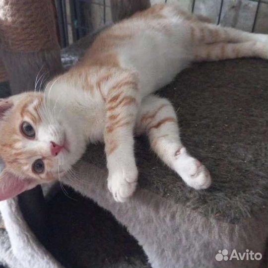Кошка в дар бесплатно