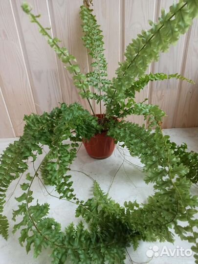 Папоротник нефролепис