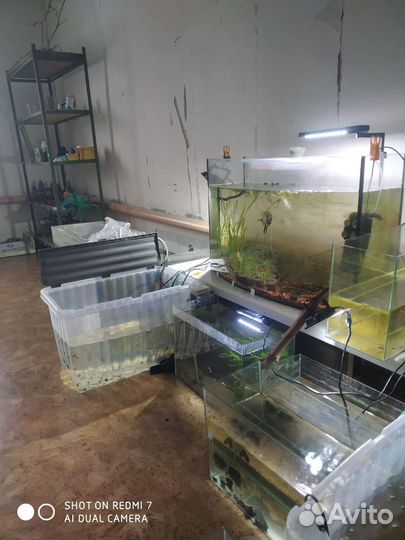 Аквариумные рыбки