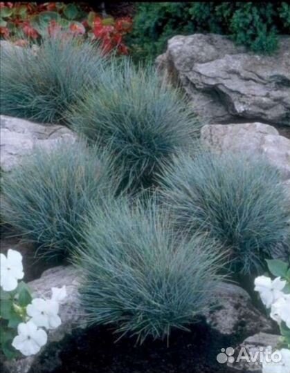 Многолетние цветы, Кустарники, Лек. травы