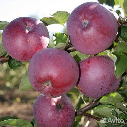 Саженцы яблонь, возраст 2 года. Полукарлик