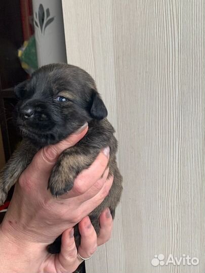 Щеночки в добрые руки