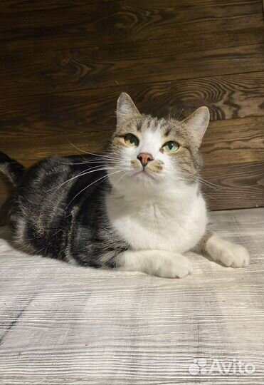 Американская короткошерстная кошка