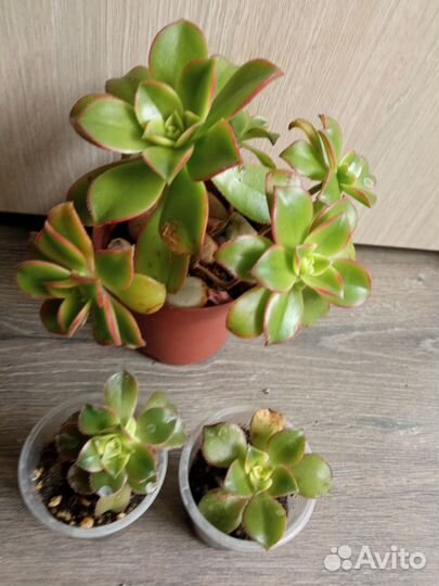 Эониум киви