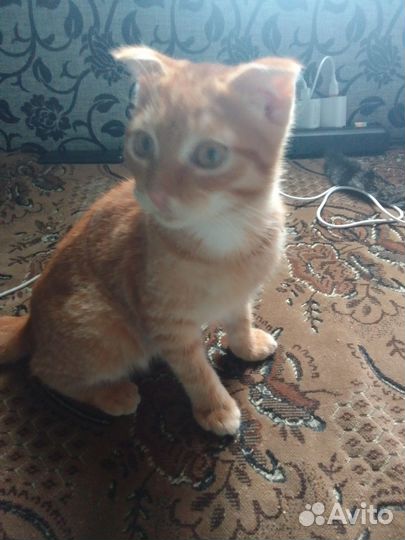 Котята