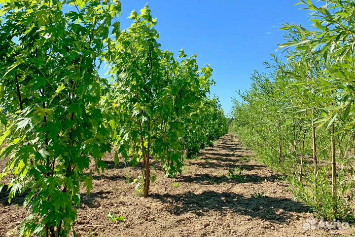 Липа, рябина, клен из питомника