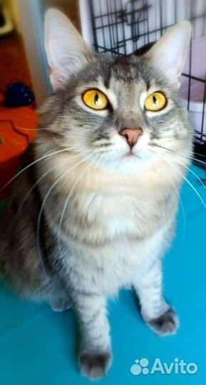 Красотка Фая ищет дом