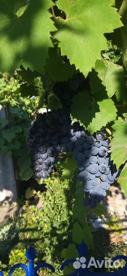 Виноград на вино