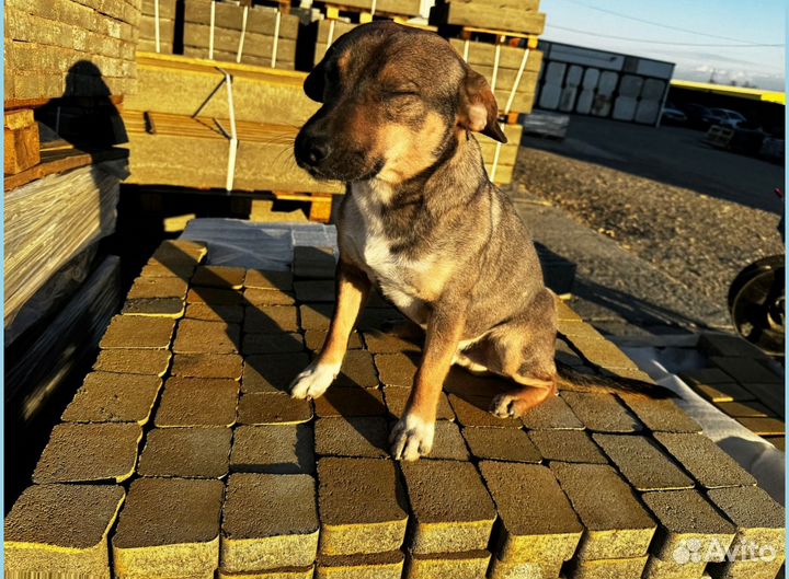 Тротуарная плитка # Визуализация бесплатно