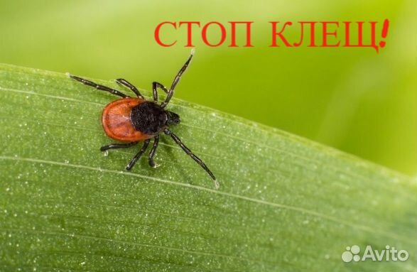 Гербицидная обработка полей и участков