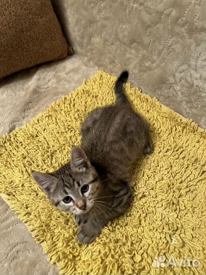 Пушистые друзья