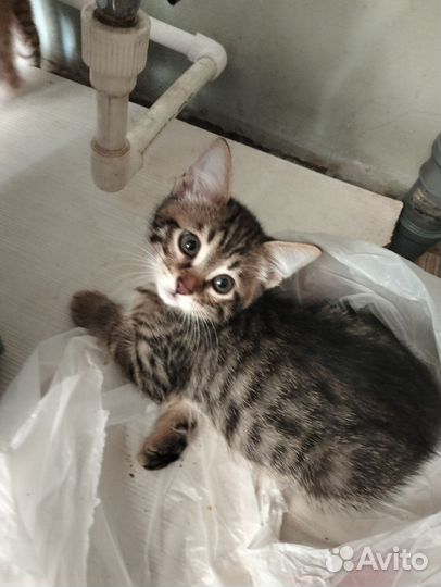 Котята бесплатно