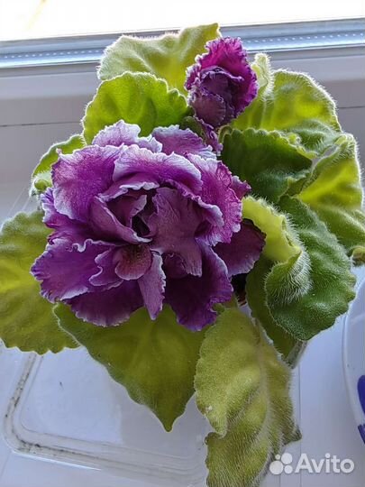 Фиалка в горшках