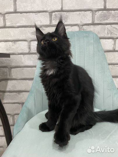 Шикарная девочка Мейн-кун