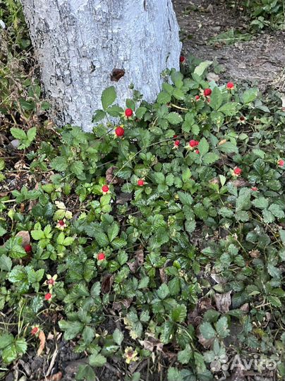 Декоративная земляника