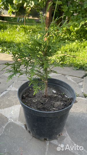 Саженцы туя