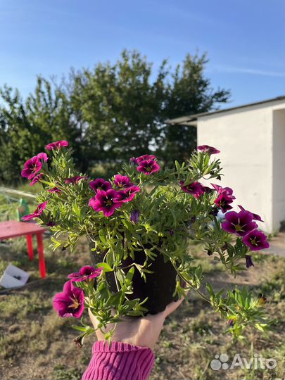 Петуния ампельная, калибрахоа