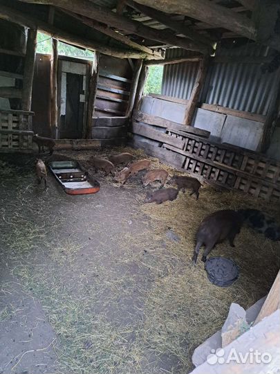 Дикие кабанчики