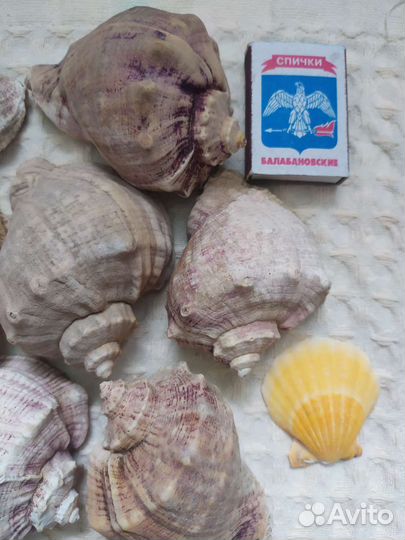 Морские ракушки и раковины