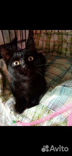 Котенок мальчик