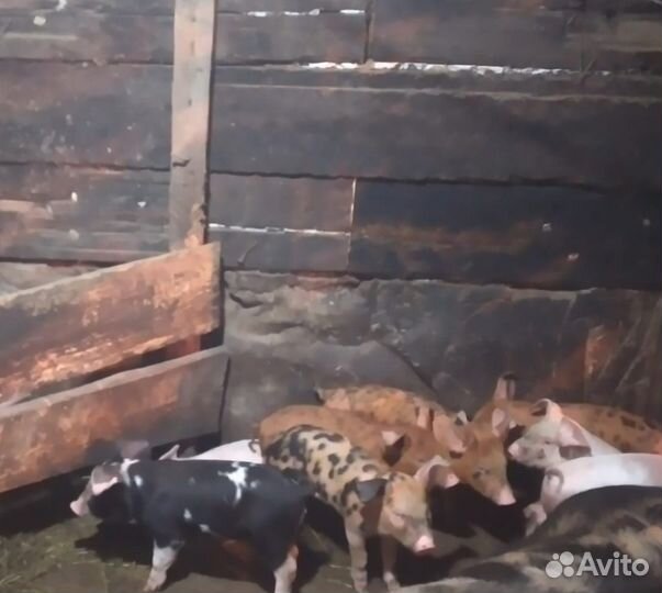 Поросята породы ландрас+мясная