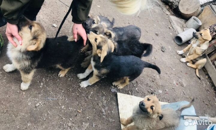 Собака щенки разные