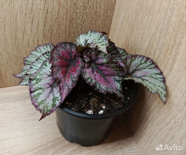 Очень красивые бегонии