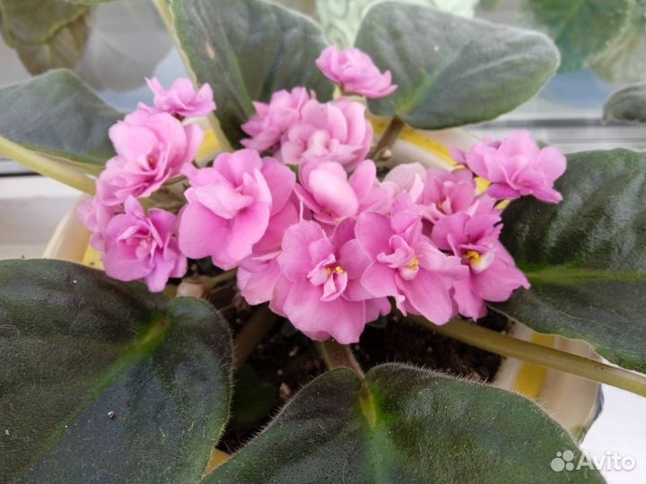 Цветущая фиалка