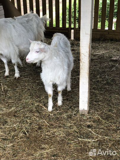 Альпийские козы