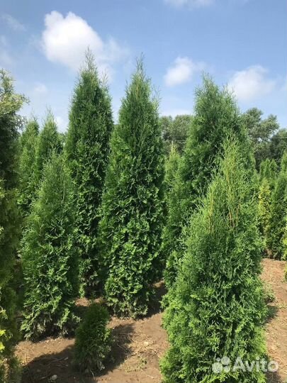 Туя Колумна опт, розница